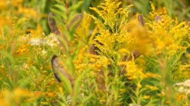 Sarı çiçeklerle beslenen geyiğin yüzündeki çıtır çıtır detaylar.