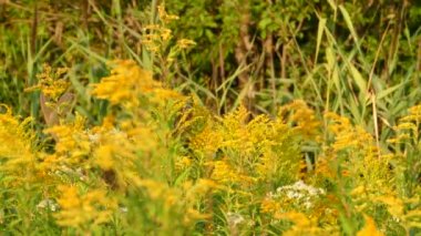 Taze geyik boynuzları bitkiler üzerinde besleniyor.