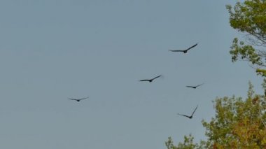 Bir grup uçan hindi akbaba kameraya yaklaşıyor.