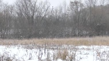 Büyük bir yırtıcı kuş, kışın dalsız bir ağacın tepesinde dikiliyor.