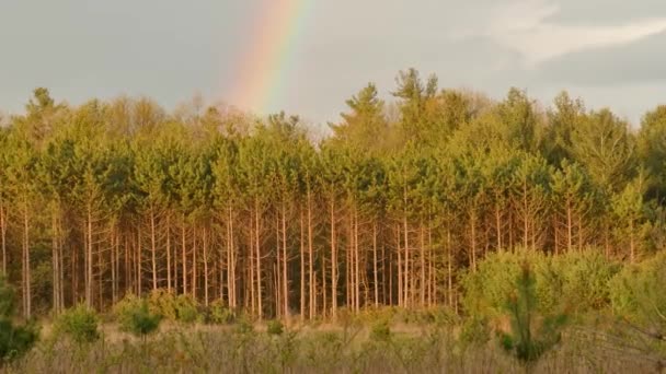 Ряд Сосен Краю Лесной Линии Растительностью Верхней Половине — стоковое видео