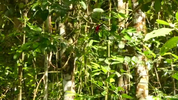 Crimson Υποστηρίζεται Tanager Στέκεται Στην Κορυφή Ενός Φυτού Τροπικό Σκηνικό — Αρχείο Βίντεο