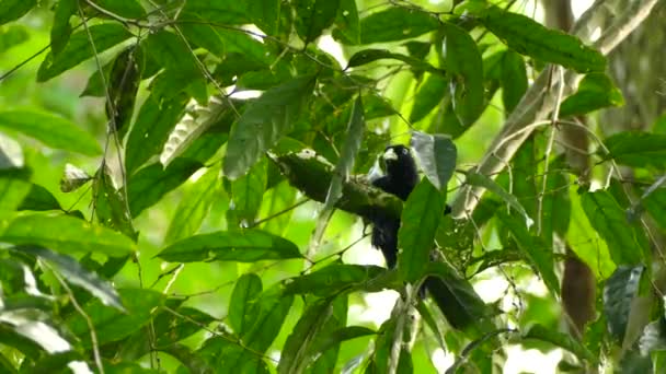 Cacique Exótico Pájaro Palanca Hoja Curva Abierta Para Alimentarse Insectos — Vídeos de Stock
