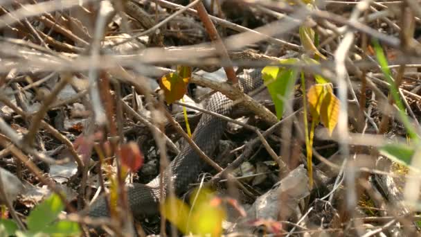 End Body Black Garter Snake Crawling Away Forest — Stockvideo