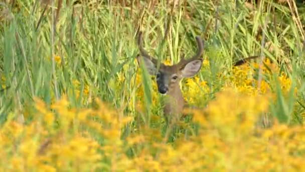 Immobilised Deer Looks Viewer While Peaking Out Thru Flowers — Stock Video