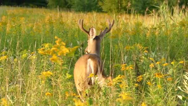 美しいフィールドでゆっくりと離れて歩く鹿のカメラ追跡ショット — ストック動画