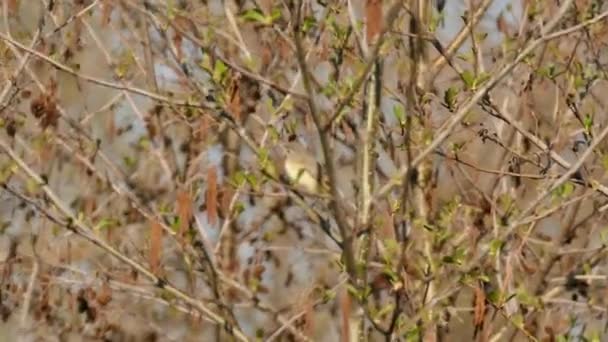 Dość Mały Ptak Vireo Skaczący Gałęzi Wiosną Świeżymi Zielonymi Pączkami — Wideo stockowe