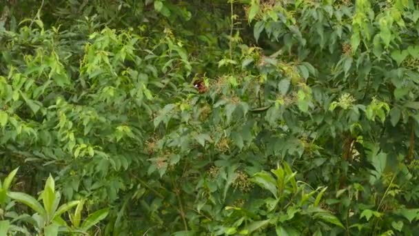 Red Bird Hopping Feeding Small Berry Tree Overcast Day Panama — Stock Video