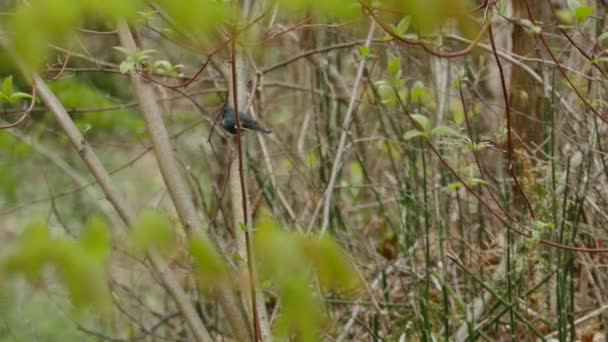 Paruline bleue à gorge noire qui saute autour des arbres au printemps avec des bourgeons d'éclosion 