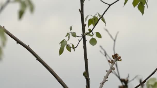 Doppio Colpo Parula Magnolia Sull Albero Delle Foglie Sul Pino — Video Stock