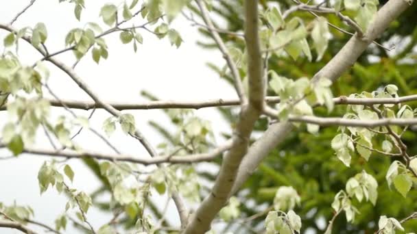 Slående Magnolia Warbler Fågel Våren Säsongen Migration Ovanpå Lövträd — Stockvideo