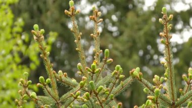 Çam ağacının tek dalının arkasında kameradan saklanan şirin mavi kanatlı bülbül.