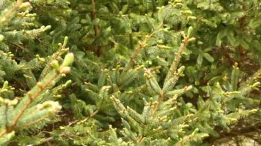 Çam dallarında zıplayan dişi manolya bülbülünün yakınlaştırılmış görüntüleri