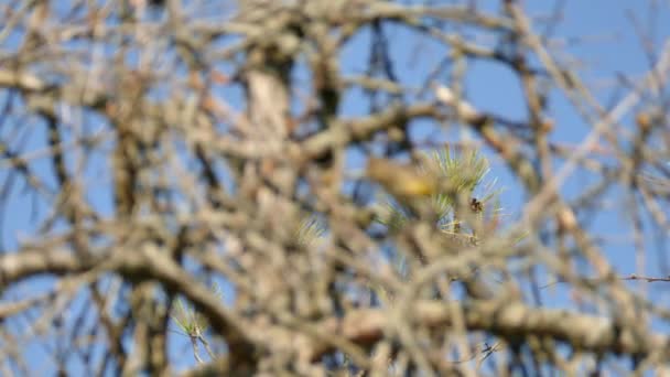 晴朗的蓝天 棕榈莺跳上一棵干枯的树 — 图库视频影像
