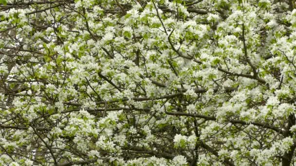 Schöner Blühender Baum Mit Bienen Und Einem Grasmückenvogel Der Durch — Stockvideo
