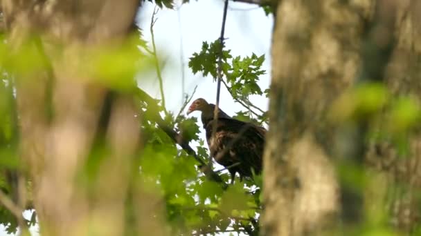 トルコのハゲタカは枝の上に立ちながらカメラの方を振り返る — ストック動画