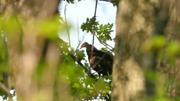 Vautour de la Turquie regardant en arrière vers la caméra tout en se tenant sur une branche 