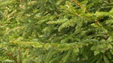 Magnolia bülbülü yazın başlarında çam ağacı dallarının arkasında zıplıyor.