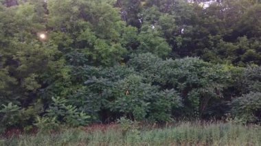 Şafakta orman ağaçlarının, çalıların ve çalıların yan yana süzülmesi.