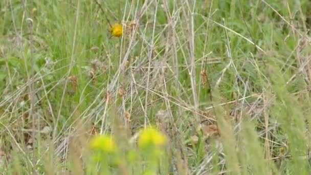 風の強い日にはビーチサイドの芝生エリアに小さな黄色のウグイスの鳥の餌やり — ストック動画