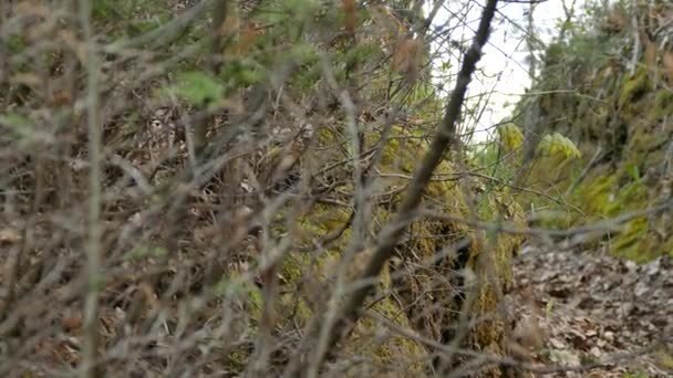 苔の近くの枝の後ろに女性の黒い喉の青い毛布着陸 — ストック動画
