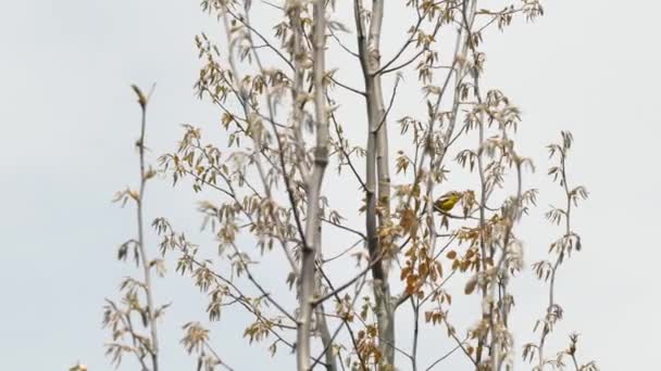 Cielo Blanco Árbol Plateado Hospedando Pájaro Warbler Magnolia Colores — Vídeo de stock