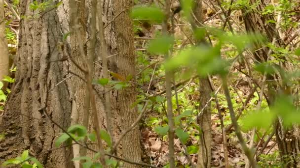 Warbler Encapuzado Pulando Rápido Solo Floresta Caroliniana Início Primavera Fresca — Vídeo de Stock
