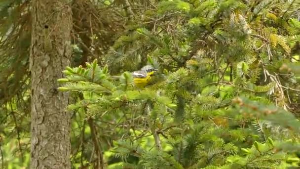 Indah Dirancang Magnolia Warbler Memiliki Garis Garis Kuning Dan Hitam — Stok Video