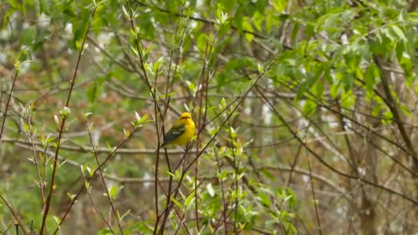 春には鮮やかな黄色の羽を持つかなり青い翼のワルブラーが飛び立ちます — ストック動画