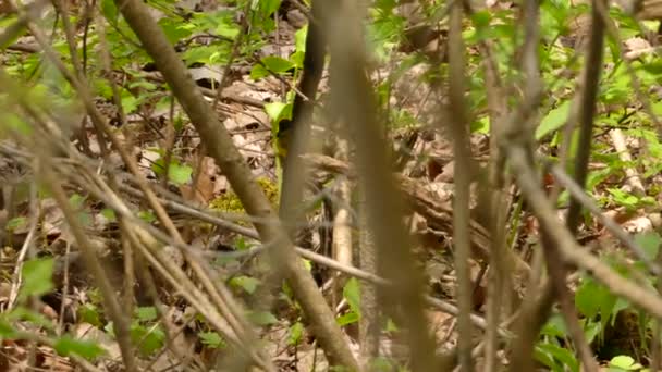Tracking Shot Van Snel Bewegende Capuchon Warbler Vogel Terwijl Vocaliseren — Stockvideo