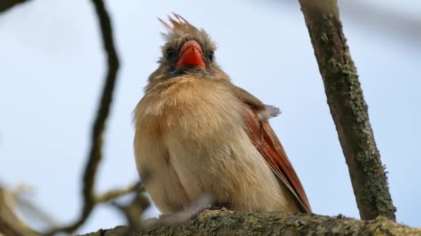 Very Close Macro Shot Female Northern Cardinal While Perched Branch — Stock Video
