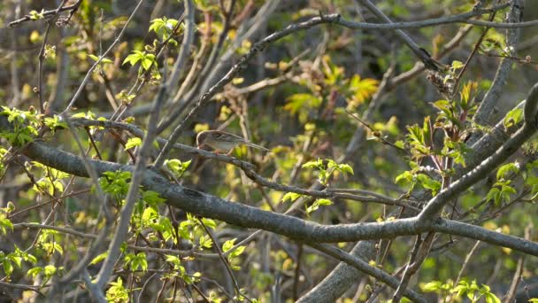 Polní Vrabec Usazený Větvi Poli Během Kanadského Jarního Času — Stock video