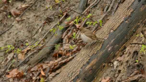 Pretty Veery Forest Bird Taking Oblique Branch Hatching Buds — Stock Video