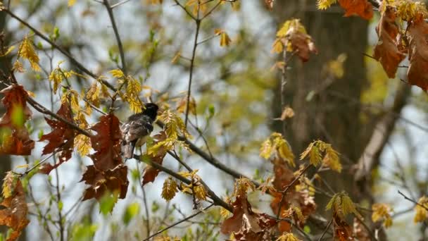 Grosbeak Pájaro Cámara Trasera Coloca Rama Día Brillante — Vídeo de stock