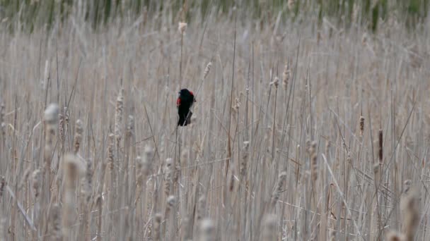 Red Winged Blackbird Taking Right Wetland Tall Grasses — Stock Video