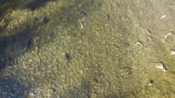 川で鮭を産卵しながらドローンの空中低速の降下ショット — ストック動画