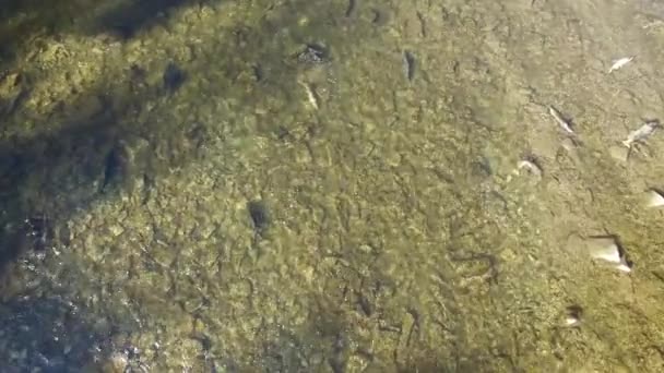Vue aérienne lente et descendante d'un drone pendant le tournage du saumon reproducteur dans la rivière 