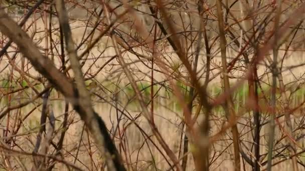 变形虫鸟的放大镜头 部分隐藏在灌木丛的树枝后面 — 图库视频影像