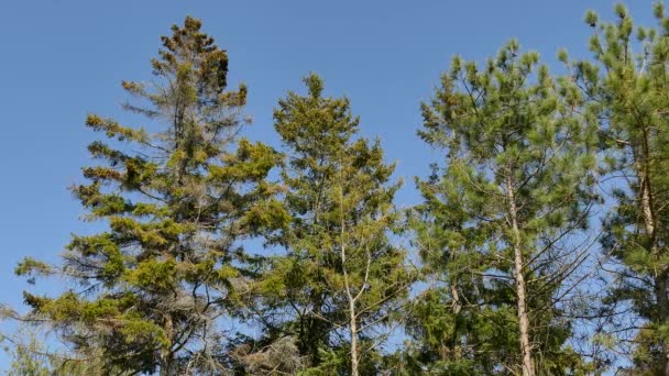 晴朗的天里 远远地看到松树 几只小鸟在空中飞来飞去 — 图库视频影像