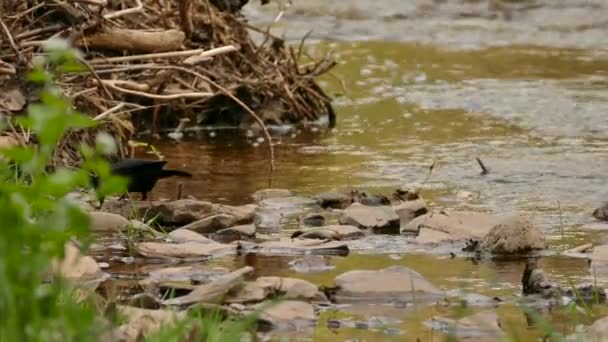 Grackle Madár Kanada Mozog Vízparton Közel Egy Kis Folyó — Stock videók