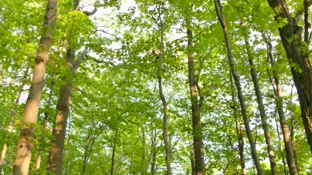 カナダの日当たりの良い明るい緑豊かな森には 緋色のタンガーがあります — ストック動画