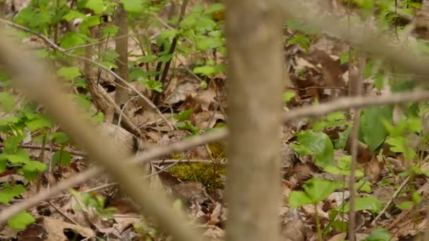 北美落叶林中美丽的头冠莺 — 图库视频影像