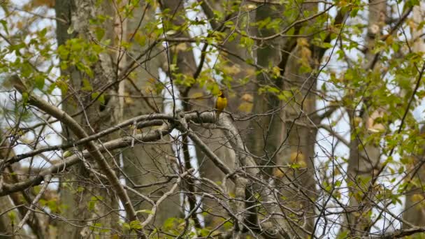 Zakapturzony Warbler Siedzący Lesie Oddali Podczas Podpisywania — Wideo stockowe