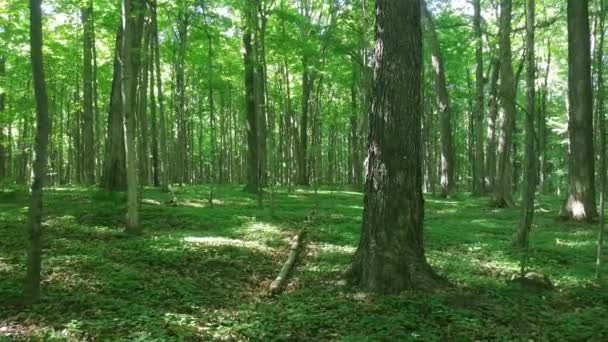 Duas Sequências Deslizamento Através Bela Floresta Norte Americana — Vídeo de Stock