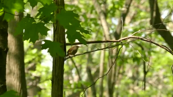 Carolina Wren Jellegzetes Fehér Maszk Virágzik Kanadai Tavaszi Erdőben — Stock videók