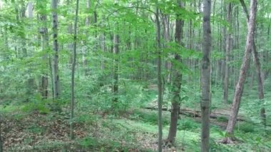 Yükseltilmiş kamera ağaçların ve yaprakların arasından güzel ormanlarda yavaşça akıyor.