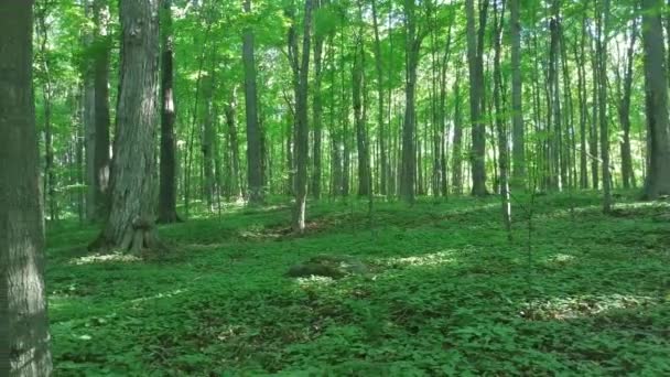 Grå Ekorre Visas Fjärran Medan Kameran Glider Genom Skogen — Stockvideo