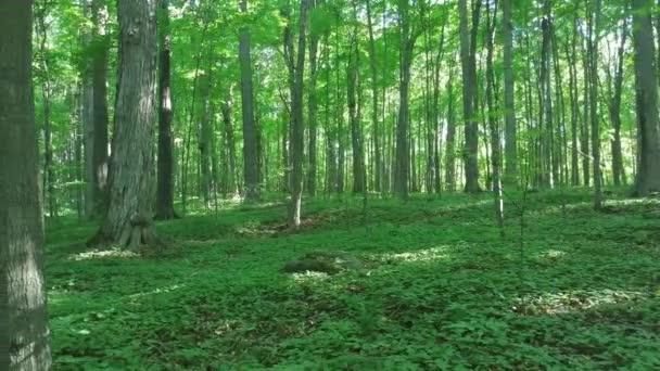 Écureuil gris apparaît au loin tandis que la caméra glisse à travers la forêt 