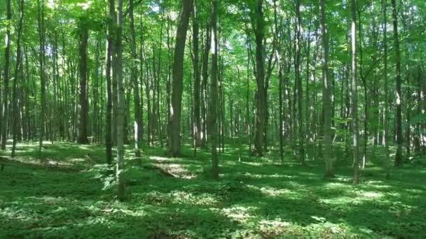 Liso Deslizamento Tiro Floresta Celestial Composto Por Árvores Folhas Largas — Vídeo de Stock