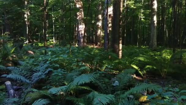 Sol Brilhando Através Folha Larga Decídua Floresta Canadense Verão — Vídeo de Stock